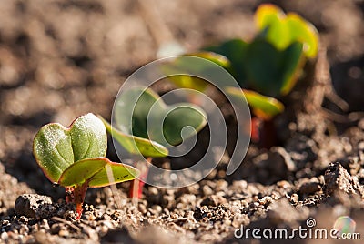 Young radishes growing in the garden in early spring Stock Photo