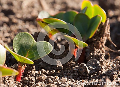 Young radishes growing in the garden in early spring Stock Photo