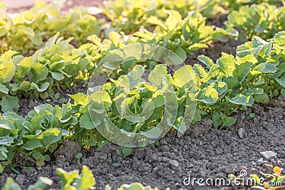 Young radishes in a vegetable bed of Garden at Sunset Stock Photo