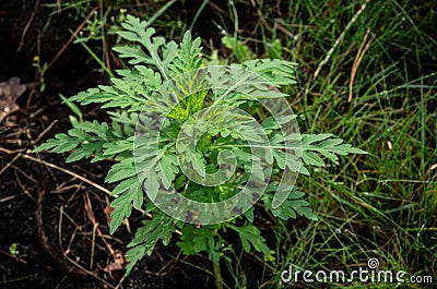 A young ragweed plant on a dark natural background. Stock Photo