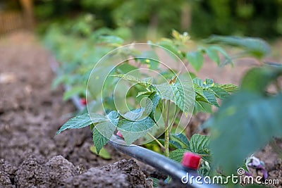 Young raspberry plants with drip irrigation Stock Photo