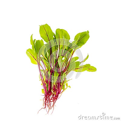Young red beetroot sprouts isolated on white background Stock Photo