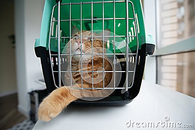 Young red cat is in a cat carrier, indoor shot. Stressed cat is trying to get out of the cage Stock Photo