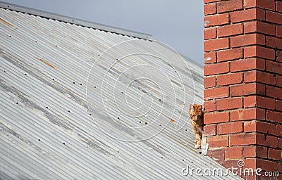 Young red ginger tubby cat sitting behind a chimney exploring the world Stock Photo
