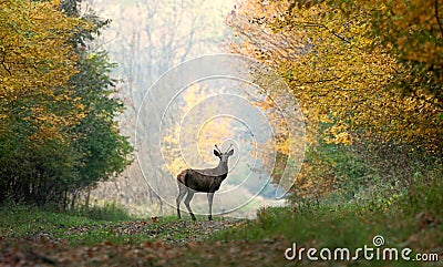 Young red deer. Stock Photo