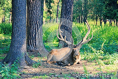 Young Red Deer with branched wide horns is lying on forest meadow with pine trees on sunny day. Stock Photo