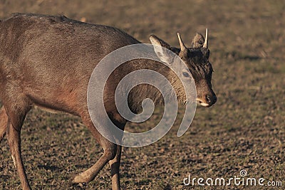 Young Red deer - Kronhjort - Cervus elaphus walks in forest near distance Stock Photo