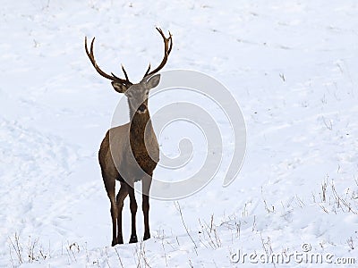 Young red deer in snow Stock Photo