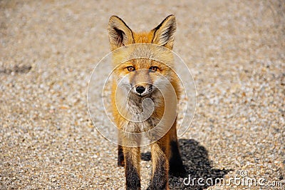 A young Red Fox stares near Dease Lake, BC, Canada. Stock Photo