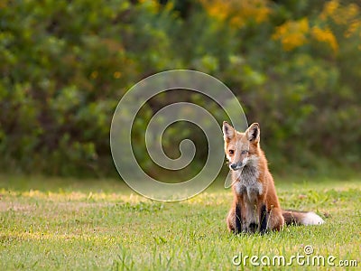 Young red fox watching for movement in the grass Stock Photo