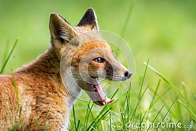 Young red fox yawning on grass in summer in close up Stock Photo