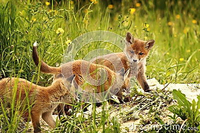 Young red foxes playing near the burrow Stock Photo