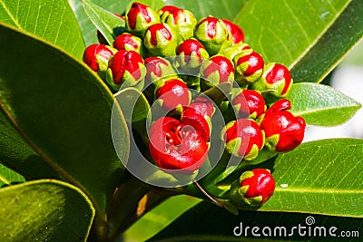 Young red golden penda Stock Photo