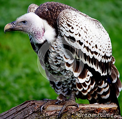 Young Red-headed Vulture Stock Photo