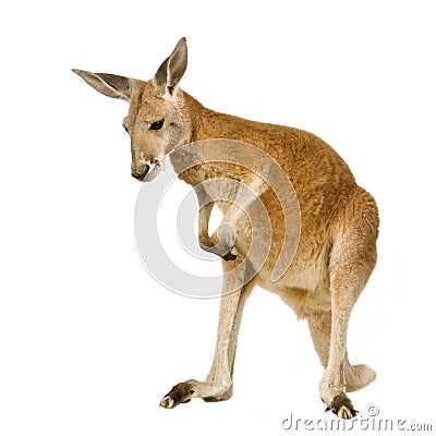 Young red kangaroo (9 months) - Macropus rufus Stock Photo