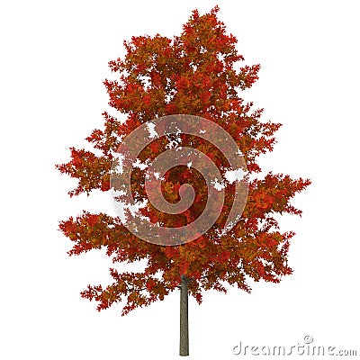 Young Red Oak Tree Autumn on white. 3D illustration Cartoon Illustration