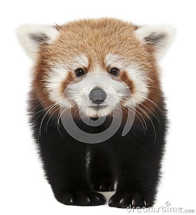 Young Red panda or Shining cat, Ailurus fulgens Stock Photo