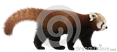 Young Red panda or Shining cat, Ailurus fulgens Stock Photo