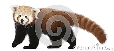 Young Red panda or Shining cat, Ailurus fulgens Stock Photo