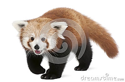 Young Red panda or Shining cat, Ailurus fulgens, 7 months old Stock Photo