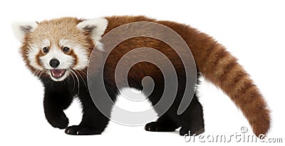 Young Red panda or Shining cat, Ailurus fulgens, 7 months old Stock Photo