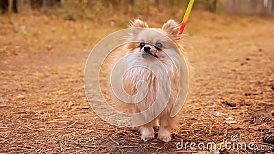 Young red pomeranian mini spitz outdoors in autumn park Stock Photo