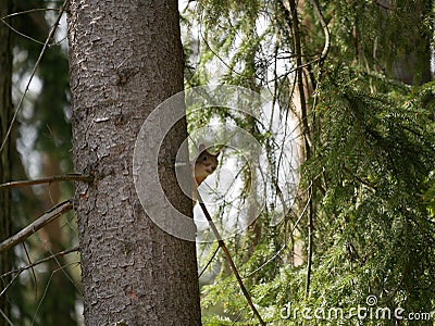 A young red squirrel looks out from behind the trunk of a pine tree on a Sunny spring day. Looking at rodents in natural. Stock Photo
