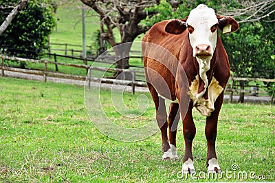 Young red and white Australian Hereford heifer cow in paddock Stock Photo