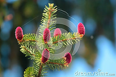 Young reddish spruce seed cones Stock Photo