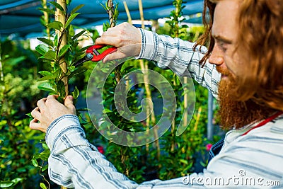 young redhaired ginger bearded man in apron cut bushes in the garden or plantation Stock Photo
