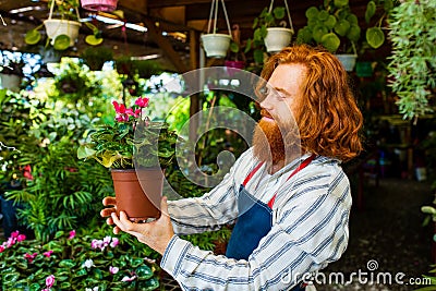 young redhaired ginger bearded man in apron working in the garden or plantation Stock Photo