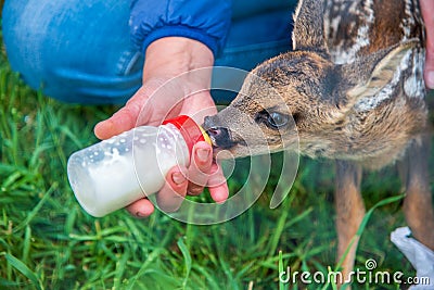 Young roe deer feeding with a bottle Stock Photo