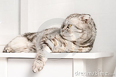 Young resting gray striped cat lies on a white table in bright bedroom interior. Bored animal relax Stock Photo