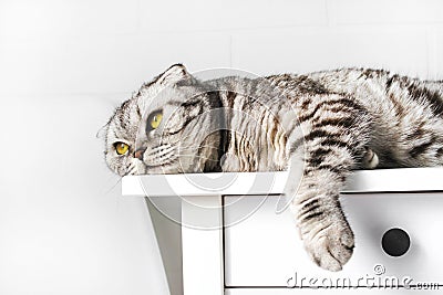 Young resting gray striped cat lies on a white table in sunlight. Bored animal looking up dreaming relax Stock Photo