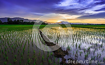 Young rice field against reflected sunset sky Stock Photo