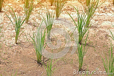 Young rice planted on dry soil Stock Photo