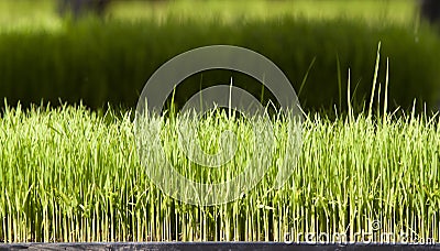 Young rice or Rice seedling Stock Photo