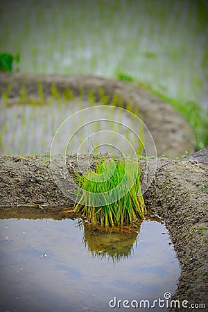 Young rice seedlings Stock Photo