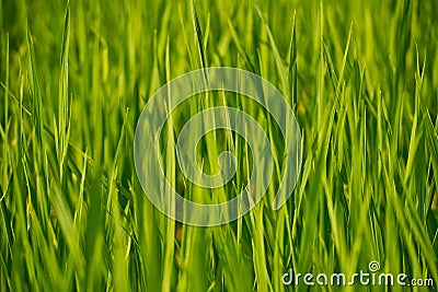 Young rice shoots close-up. Stock Photo