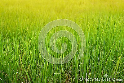 Young rices plant field in rain season in Thailand. Stock Photo