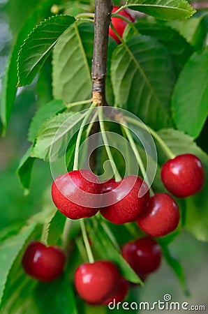 Young, ripe berries cherries ripen on the branch Stock Photo