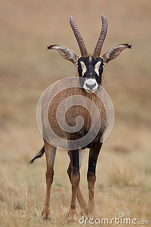 Young Roan Antelope Stock Photo