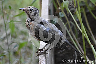 Young robin on raised bed Stock Photo