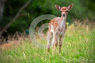 Young roe deer Stock Photo