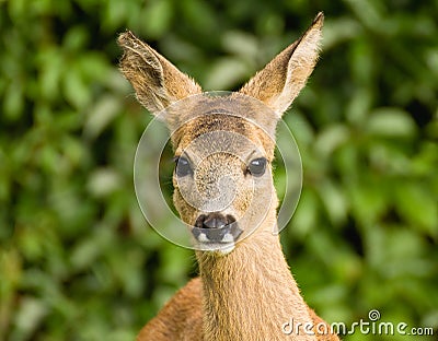 Young Roe deer Stock Photo