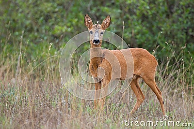 Young roe deer looking to the camera in grassland in summer Stock Photo