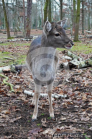 Young roe deer stands attentively in the forest and observes the area. Baby cervine full body portrait in natural environment with Stock Photo