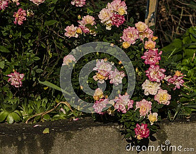 Young roses Stock Photo