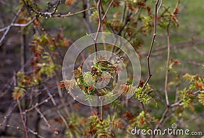 Young rowan leaves are brown-green, small. branches on the bushes open in spring. close photo Stock Photo