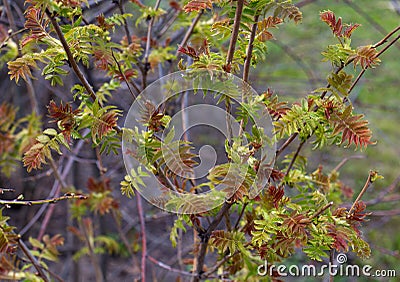 Young rowan leaves are brown-green, small. branches on the bushes open in spring. close photo Stock Photo